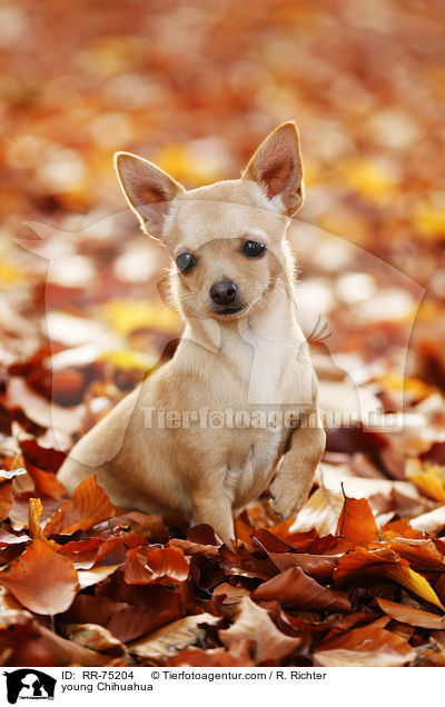 young Chihuahua / RR-75204