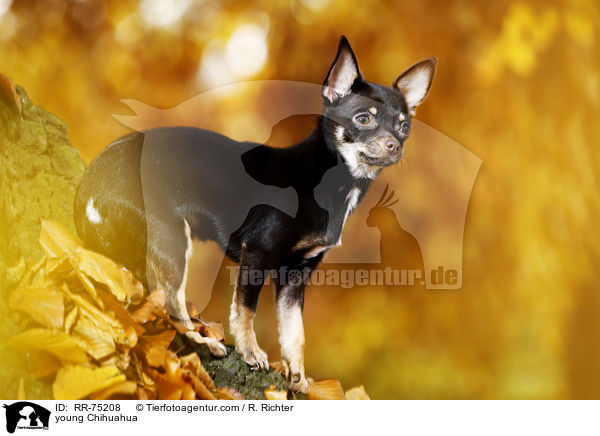young Chihuahua / RR-75208