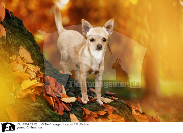 young Chihuahua / RR-75212