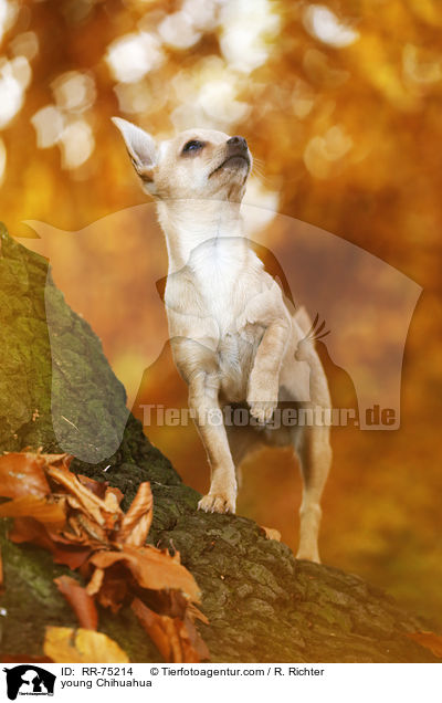 young Chihuahua / RR-75214