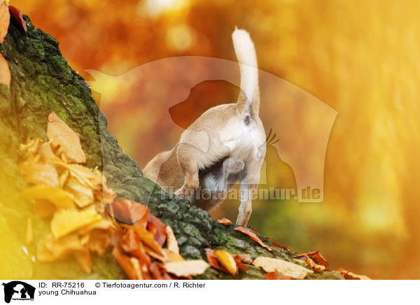 young Chihuahua / RR-75216