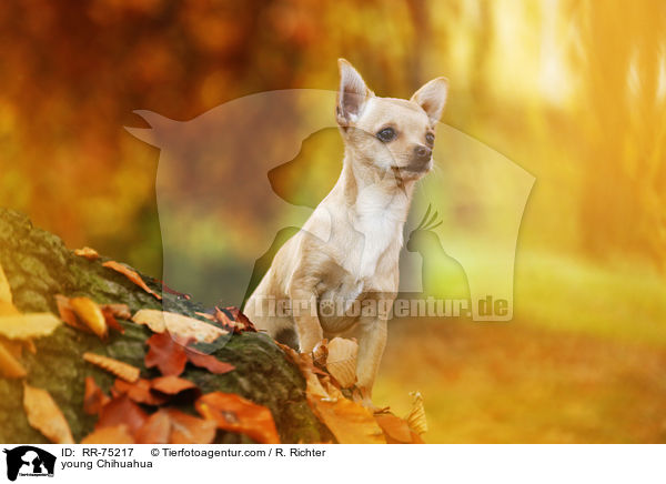 junger Chihuahua / young Chihuahua / RR-75217