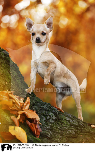 young Chihuahua / RR-75218
