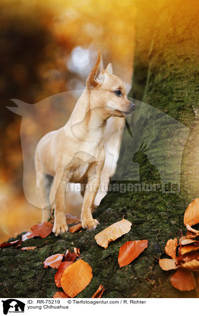 young Chihuahua / RR-75219
