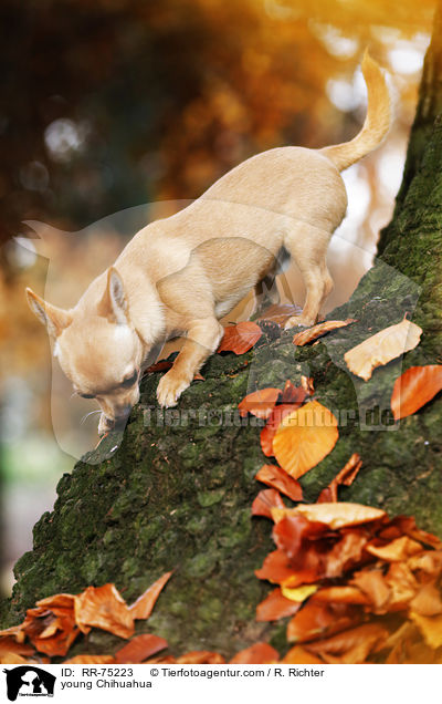 young Chihuahua / RR-75223