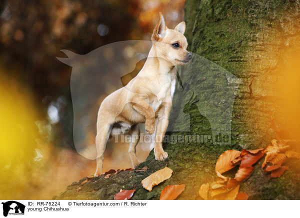 junger Chihuahua / young Chihuahua / RR-75224