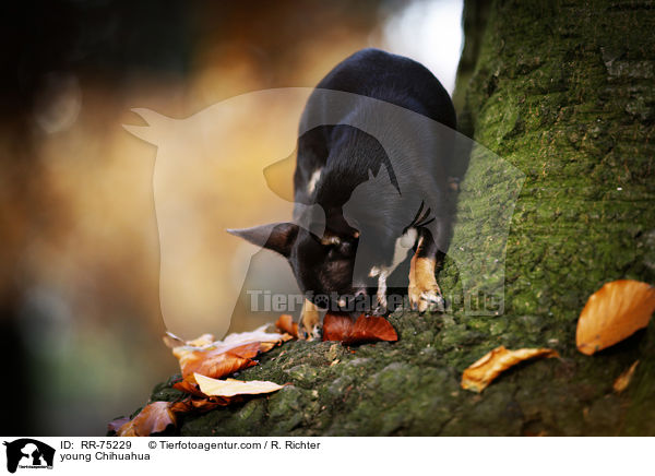young Chihuahua / RR-75229