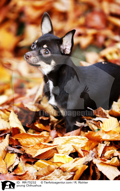 young Chihuahua / RR-75232