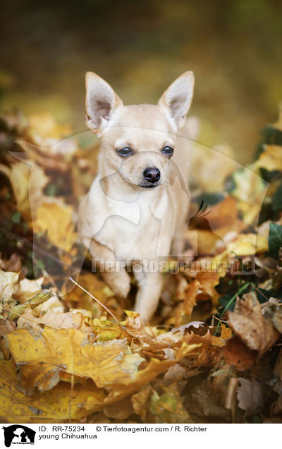young Chihuahua / RR-75234