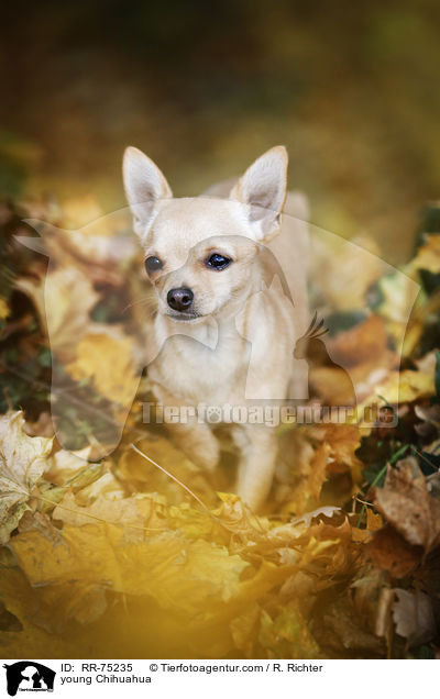 young Chihuahua / RR-75235