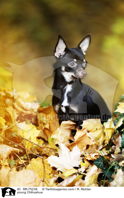 young Chihuahua / RR-75238