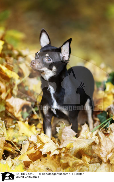 young Chihuahua / RR-75240