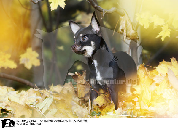 young Chihuahua / RR-75242