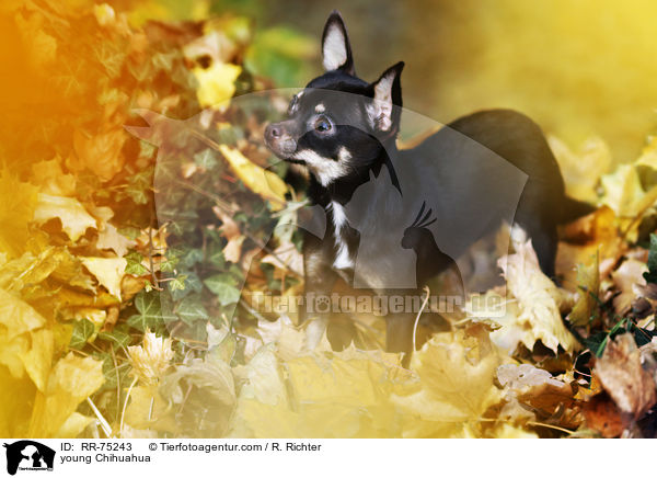 young Chihuahua / RR-75243