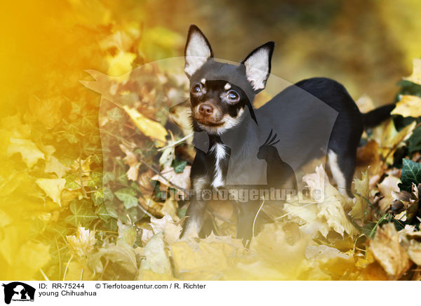 young Chihuahua / RR-75244