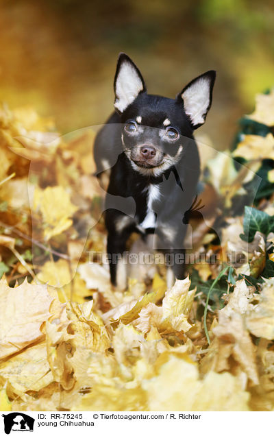 young Chihuahua / RR-75245