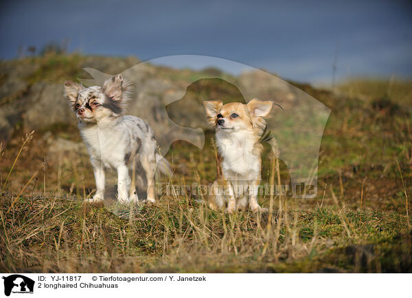 2 longhaired Chihuahuas / YJ-11817