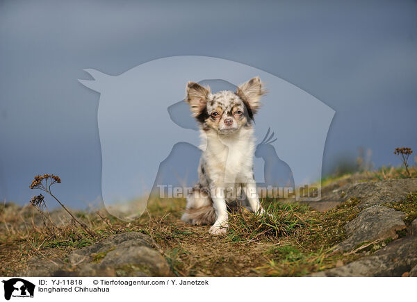 longhaired Chihuahua / YJ-11818