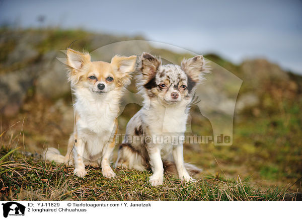 2 longhaired Chihuahuas / YJ-11829