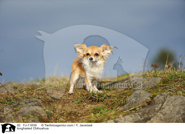 longhaired Chihuahua / YJ-11839