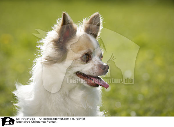 longhaired Chihuahua Portrait / RR-84968