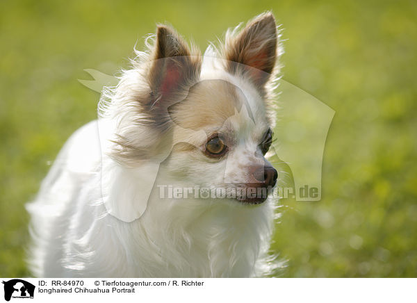 longhaired Chihuahua Portrait / RR-84970