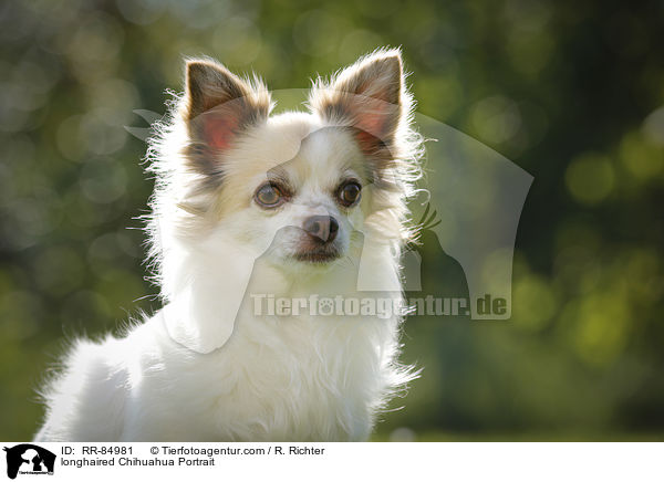 longhaired Chihuahua Portrait / RR-84981