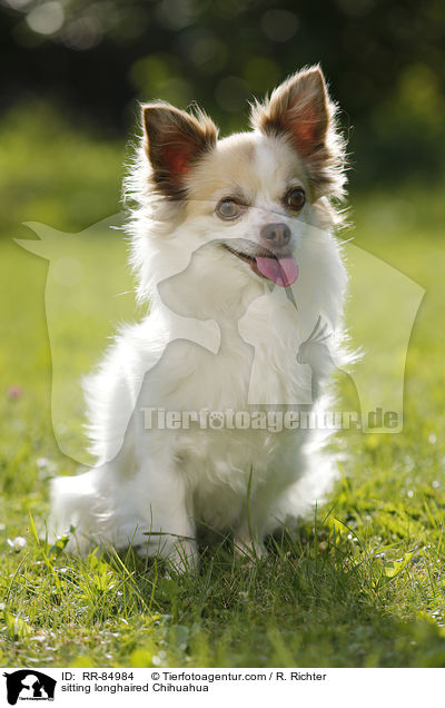sitting longhaired Chihuahua / RR-84984