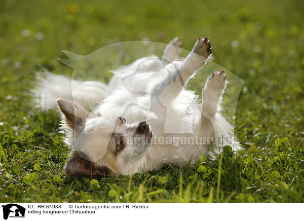 rolling longhaired Chihuahua / RR-84988