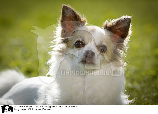longhaired Chihuahua Portrait / RR-84990