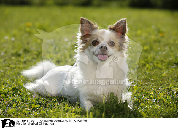 lying longhaired Chihuahua / RR-84991