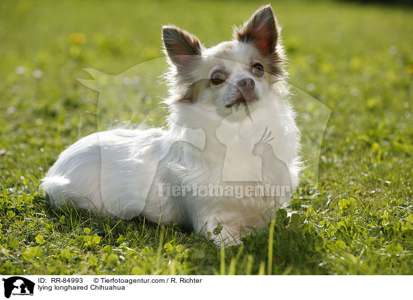 lying longhaired Chihuahua / RR-84993