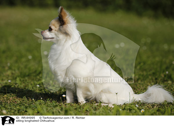 sitting longhaired Chihuahua / RR-84995
