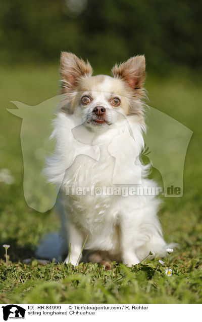 sitting longhaired Chihuahua / RR-84999