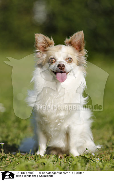 sitting longhaired Chihuahua / RR-85000