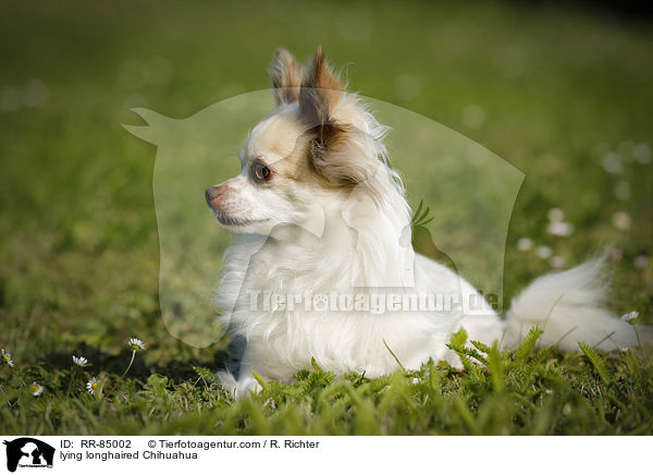 lying longhaired Chihuahua / RR-85002