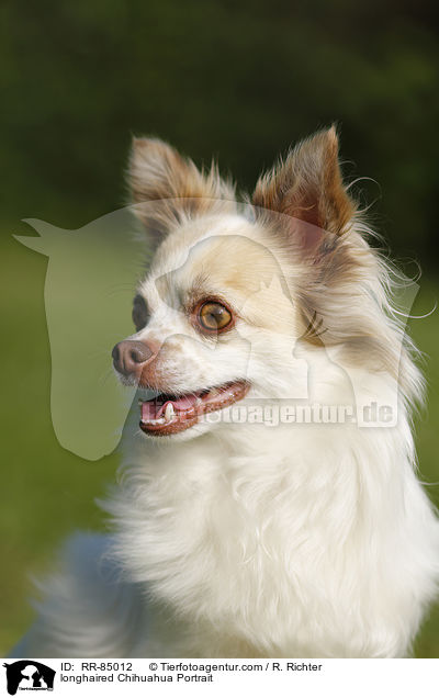 longhaired Chihuahua Portrait / RR-85012