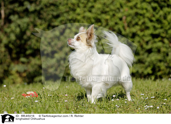 longhaired Chihuahua / RR-85016