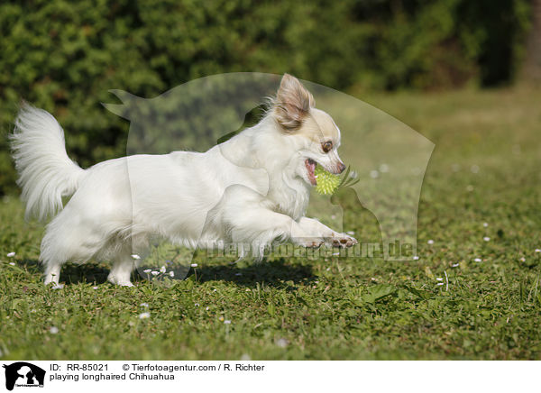playing longhaired Chihuahua / RR-85021