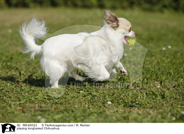 playing longhaired Chihuahua / RR-85023