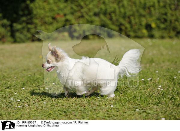 running longhaired Chihuahua / RR-85027