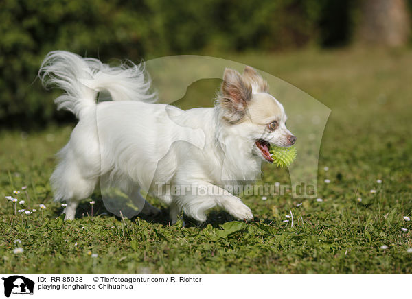 playing longhaired Chihuahua / RR-85028