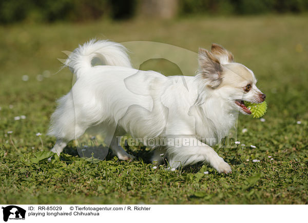 playing longhaired Chihuahua / RR-85029