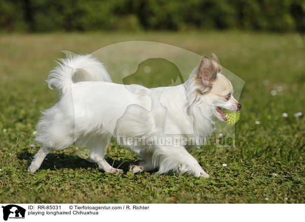 playing longhaired Chihuahua / RR-85031