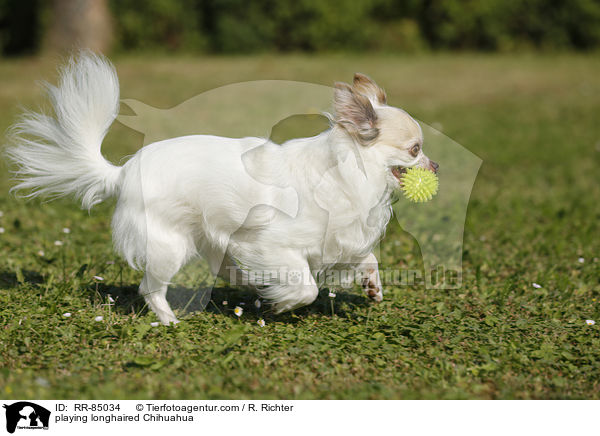 playing longhaired Chihuahua / RR-85034