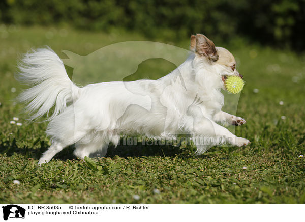 playing longhaired Chihuahua / RR-85035