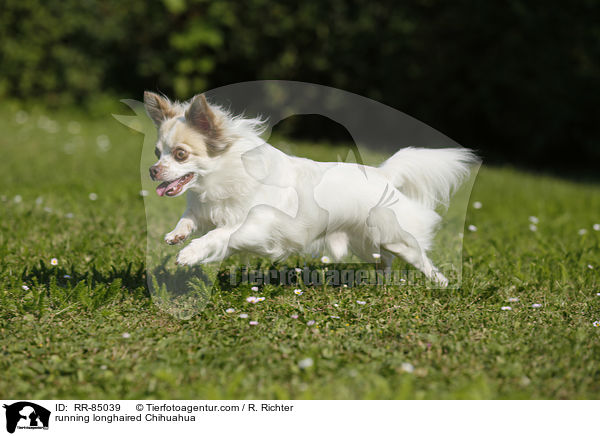 running longhaired Chihuahua / RR-85039