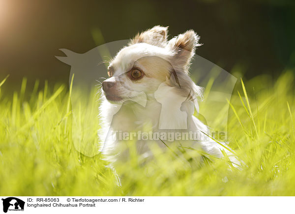 longhaired Chihuahua Portrait / RR-85063