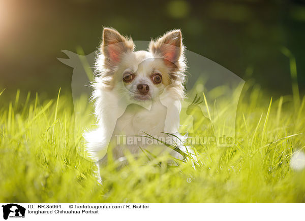 longhaired Chihuahua Portrait / RR-85064