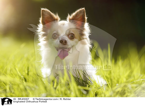 longhaired Chihuahua Portrait / RR-85067